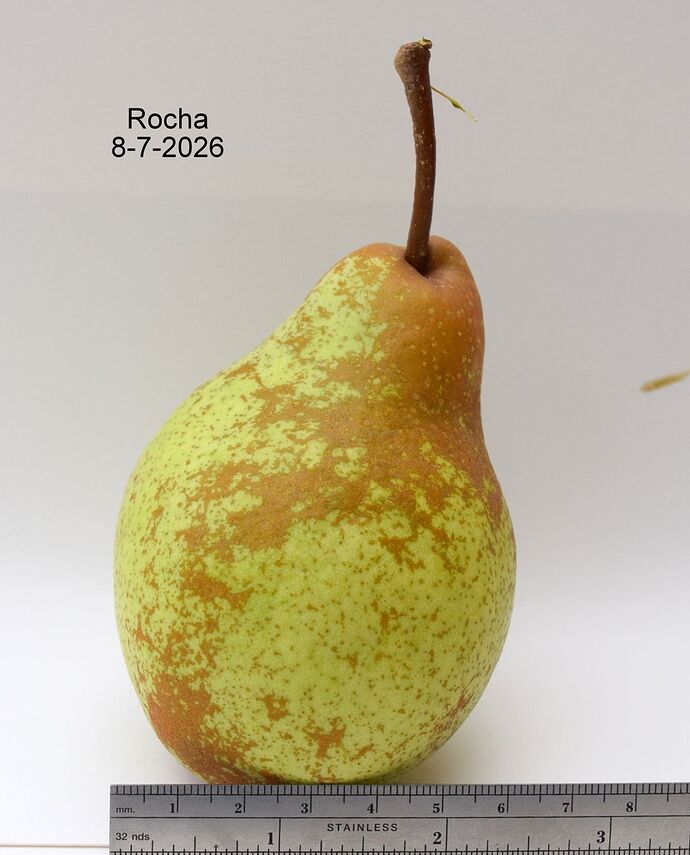 Rocha 8-1-2026RS