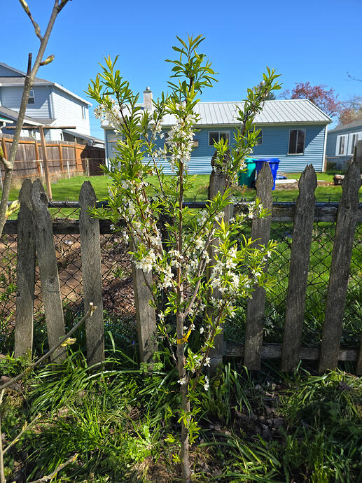 Flavor King (entering year 2)