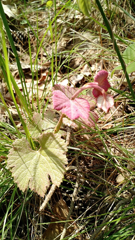 IMG_20160326_145337211