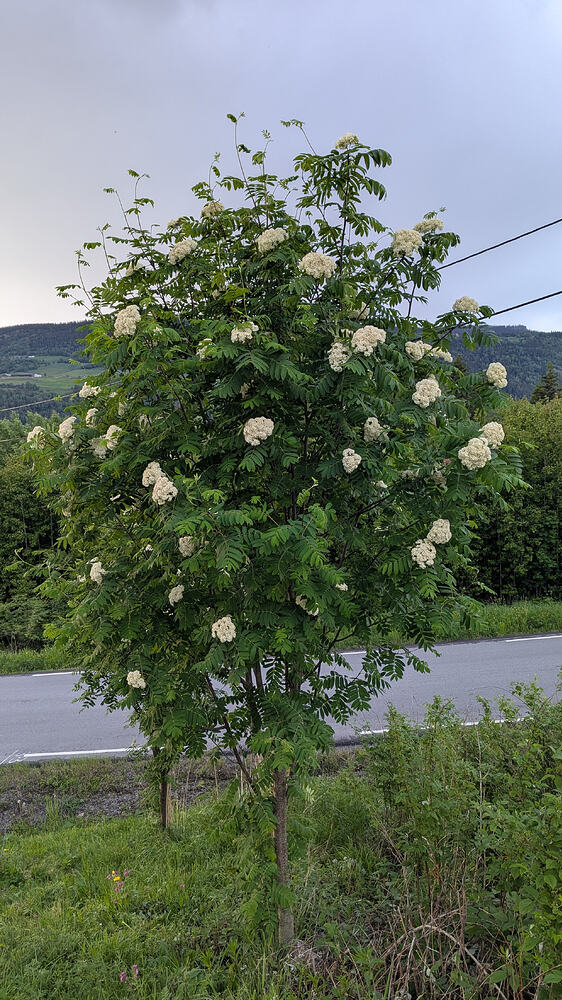 PXL_20260605_182700694.MP