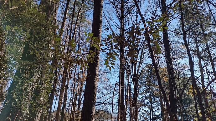 IMG_20251221_093002398_HDR