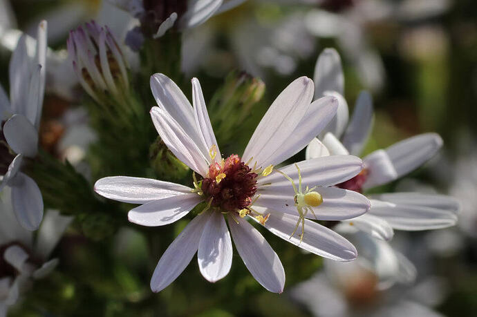 blue-wood-aster-crab-spider-31t5pz.12