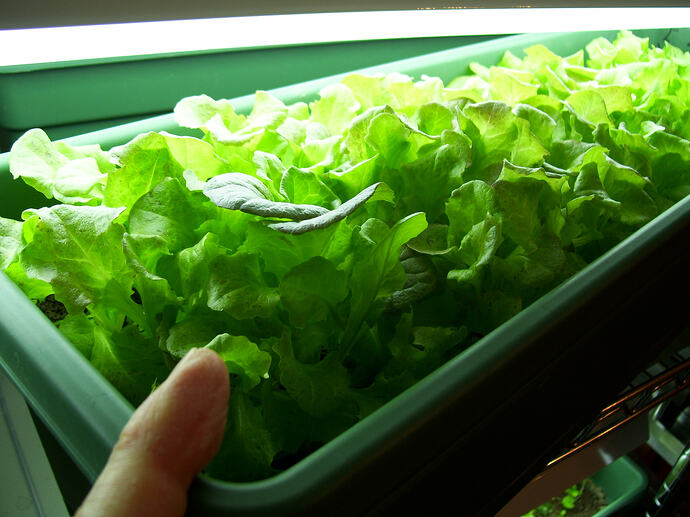 grow rack for microgreens 2008- 2009  (3)