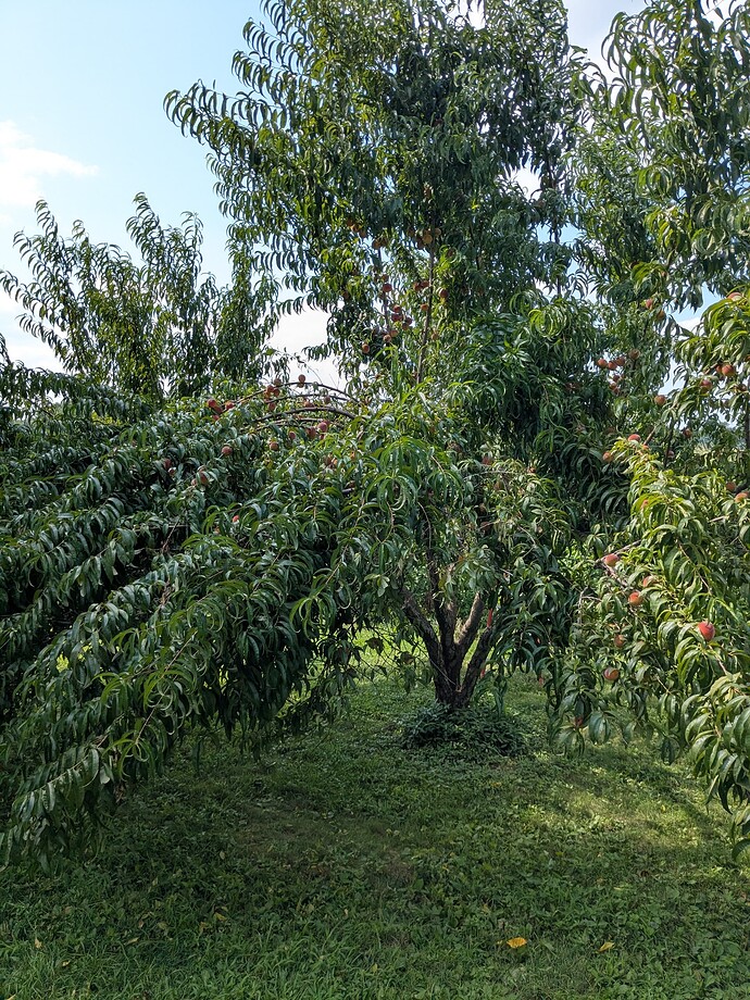 PXL_20250802_204046100