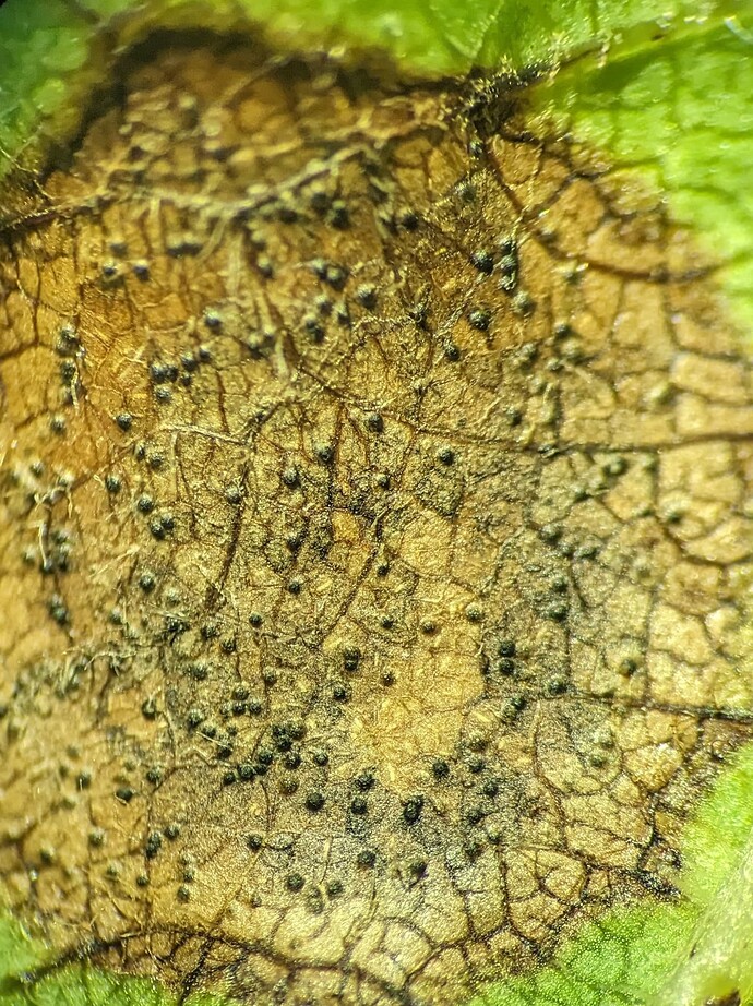 PXL_20240705_211609405