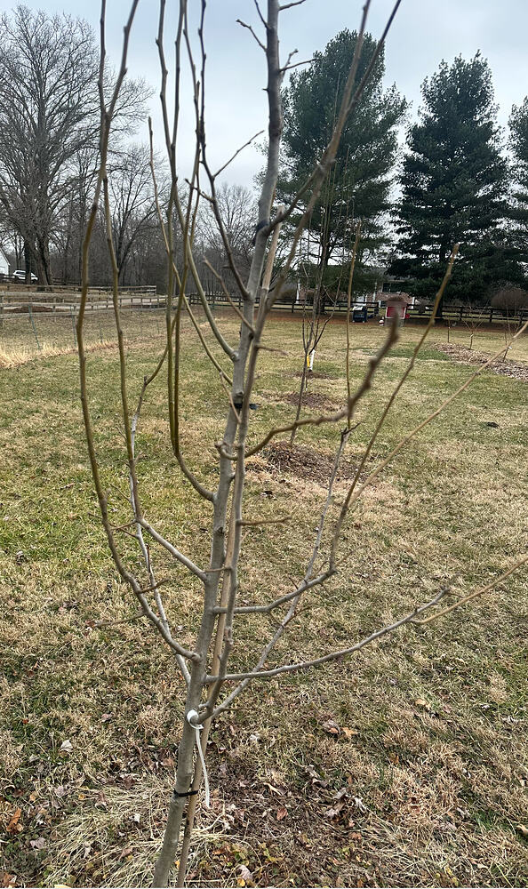 Screen Shot 2026-03-06 at 4.00.35 PM