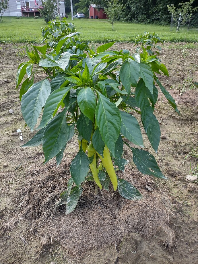 IMG_20250722_195119321_HDR