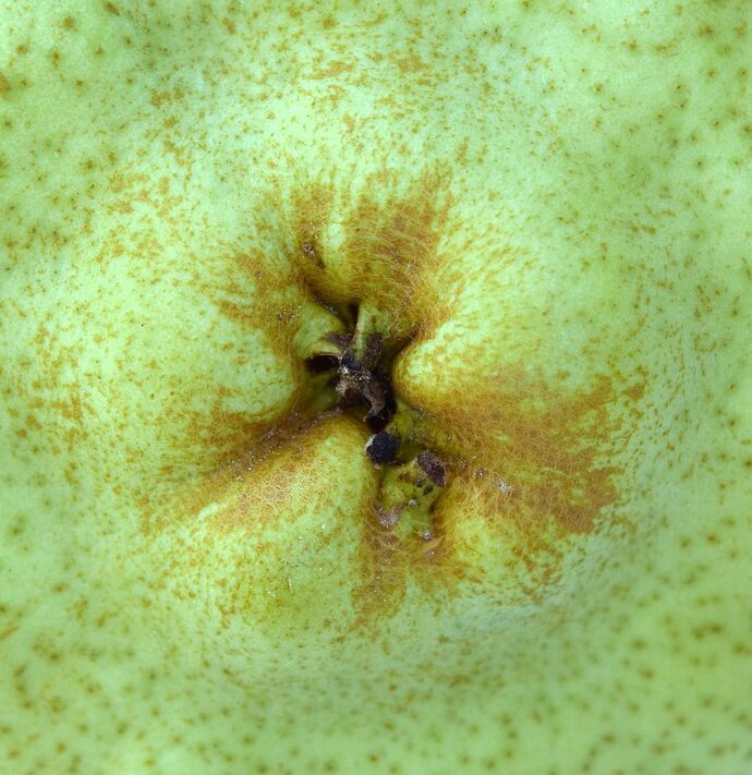 El DoradoCalyx10-15-2025RS