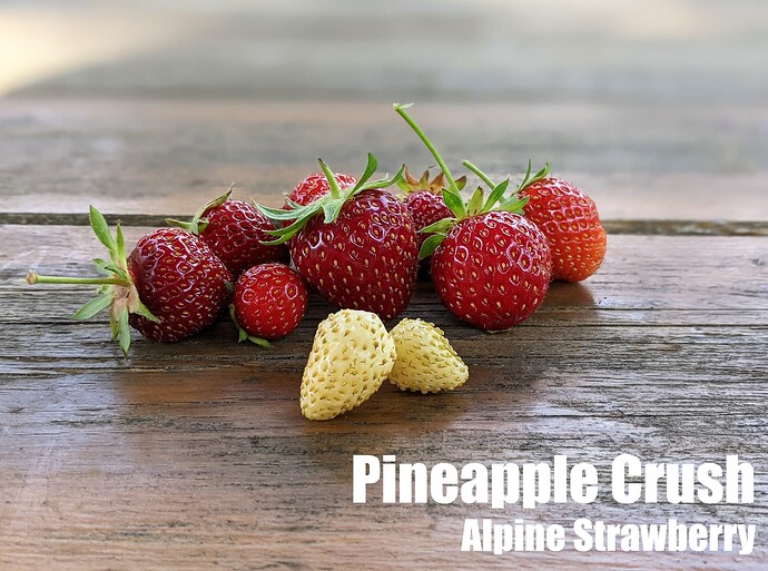 Pineapple Crush_2025
