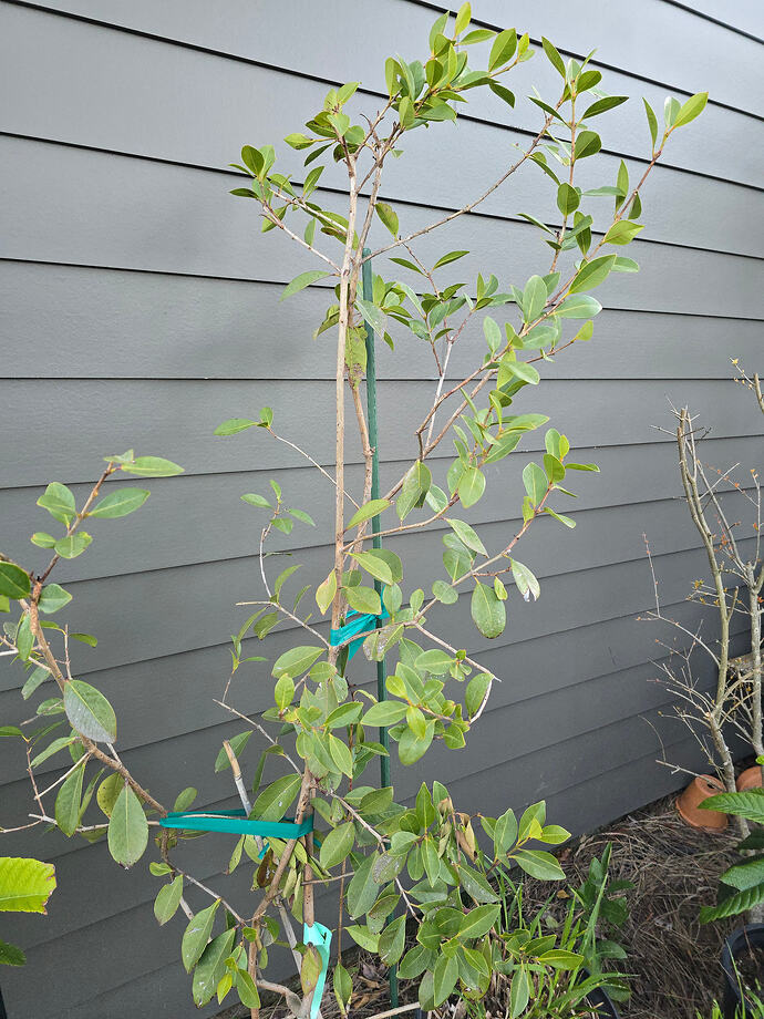 Yellow cattley guava