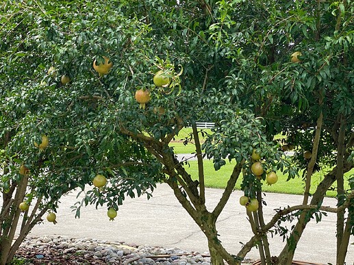 Wonderful on Left - Granada on Right