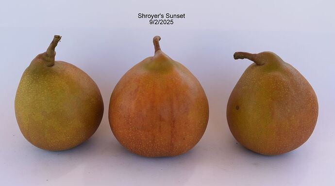 Shroyer's Sundset 9-2-2025RS