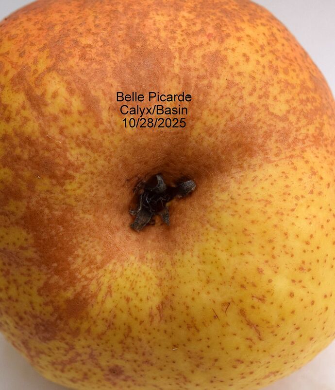 Belle Picarde Calyx 10-28-2025RS