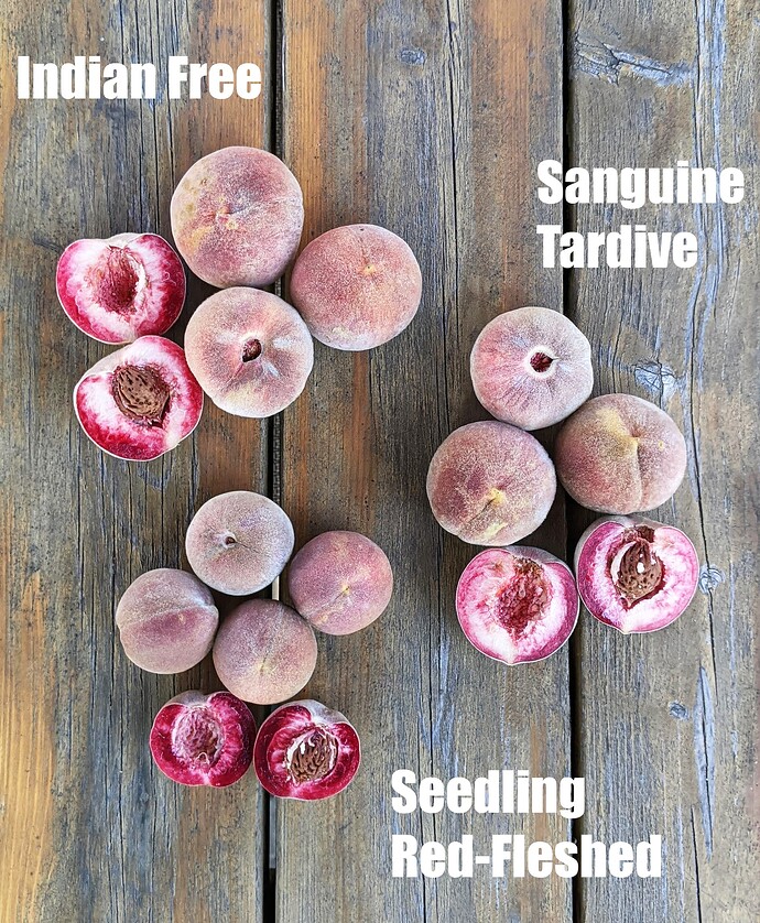Red-Fleshed Peaches_2025