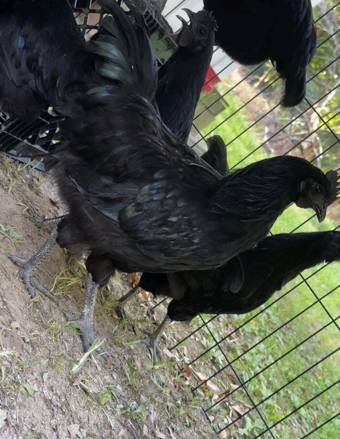 Screenshot_20260217_022235_eBay