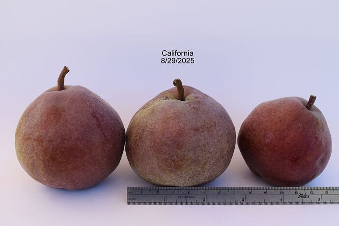 CALIFORNIA 8-29-2025RS 2