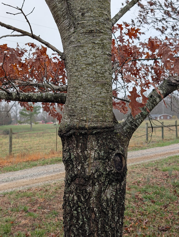 Scarlet on Pin oak