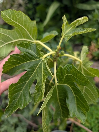 PXL_20250806_194623960