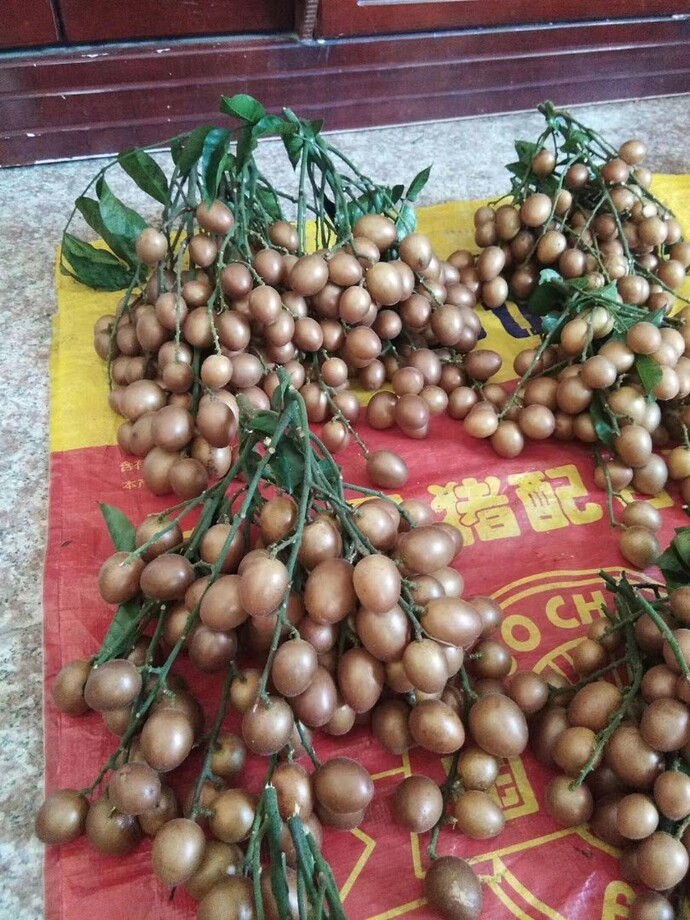 Imagem WhatsApp 2025-10-24 às 19.18.57_6dc0a368