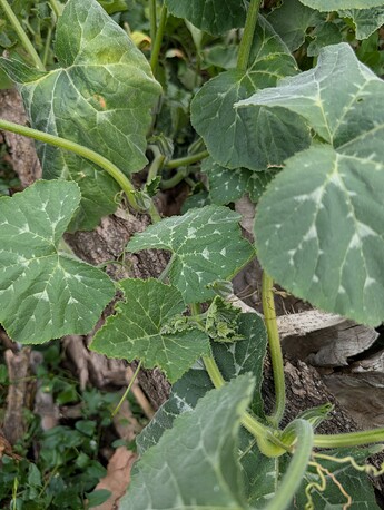 PXL_20250718_232219919