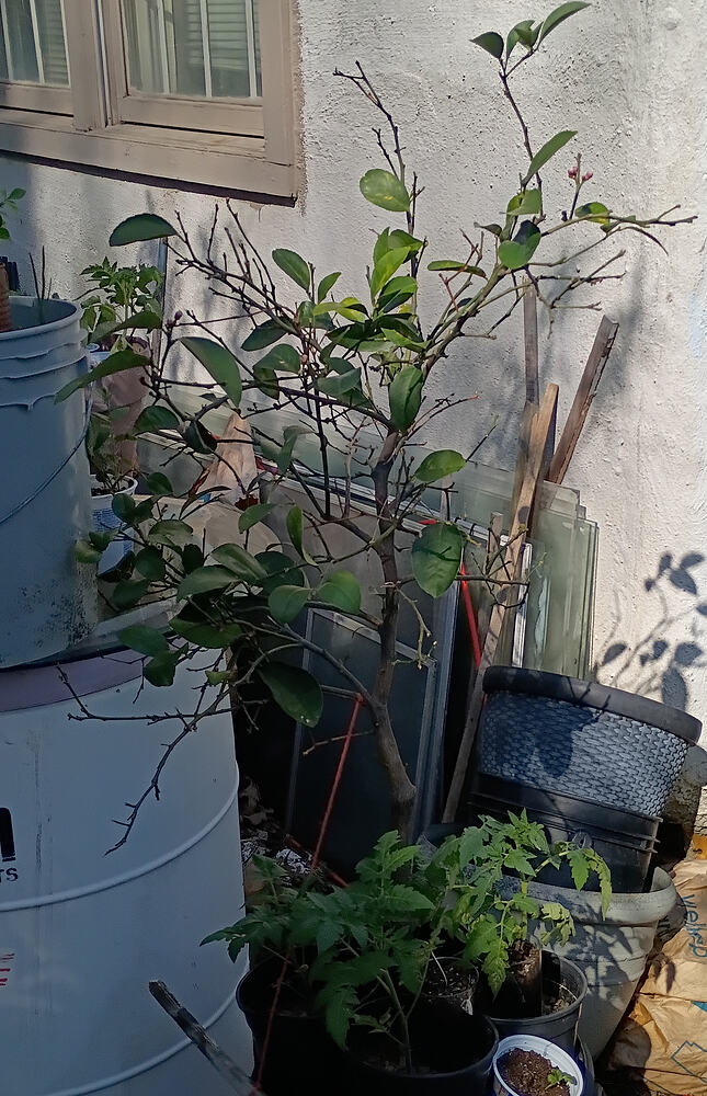 IMG_20260409_162306724