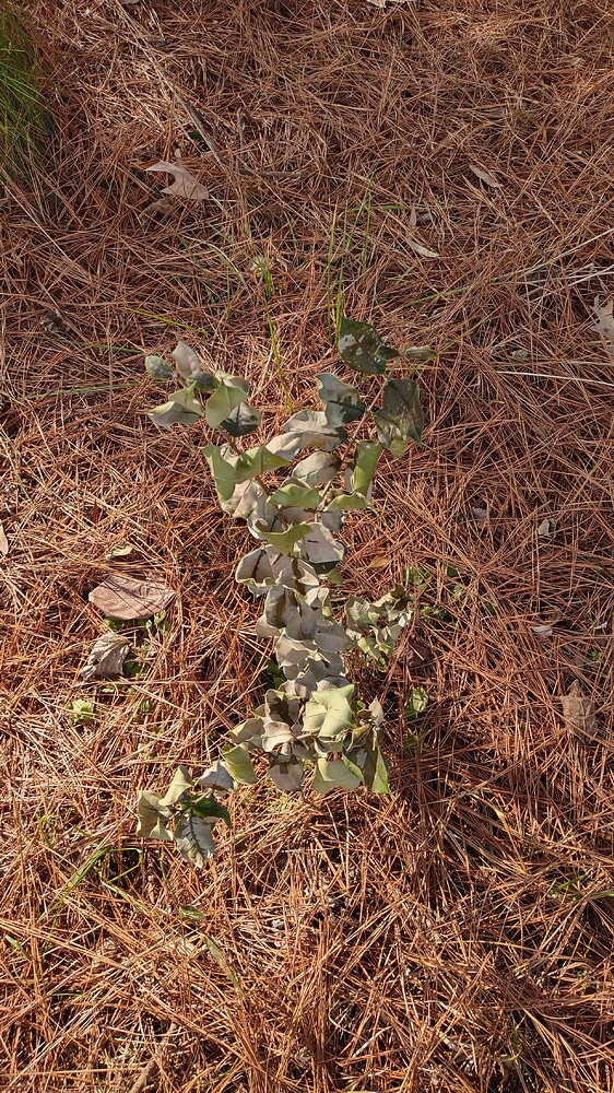 IMG_20251221_122627132_HDR