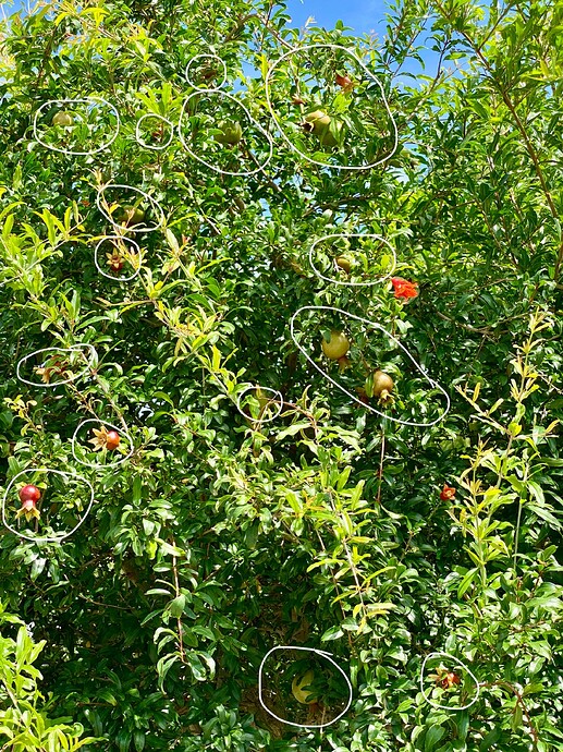 Where's Waldo - Pomegranate Version