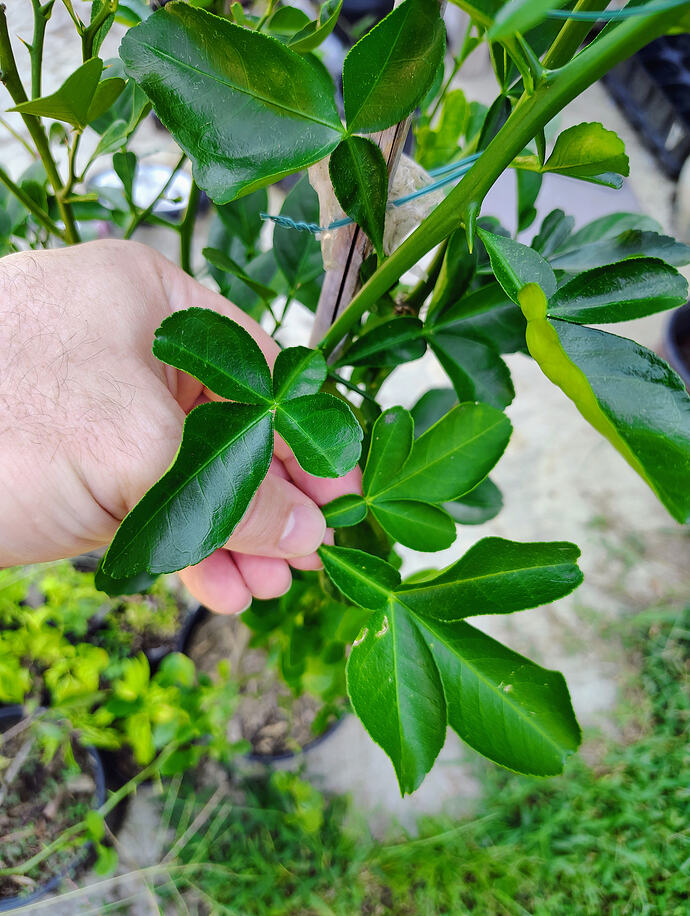 IMG_20260902_132020661_HDR_AE