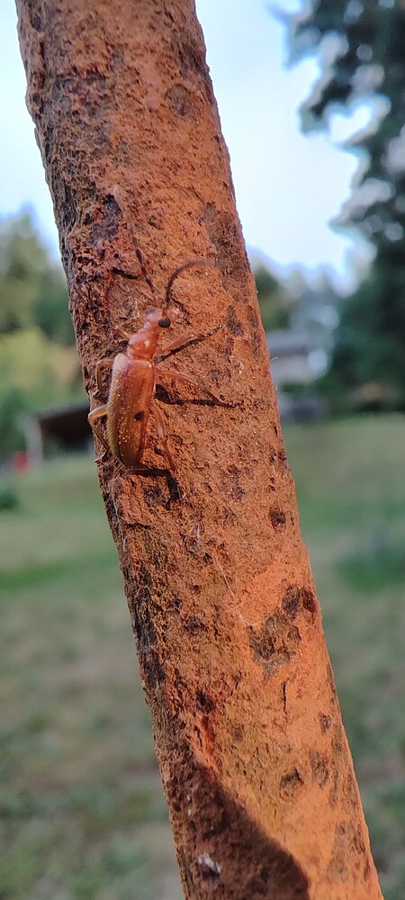 IMG_20250624_200135283_HDR