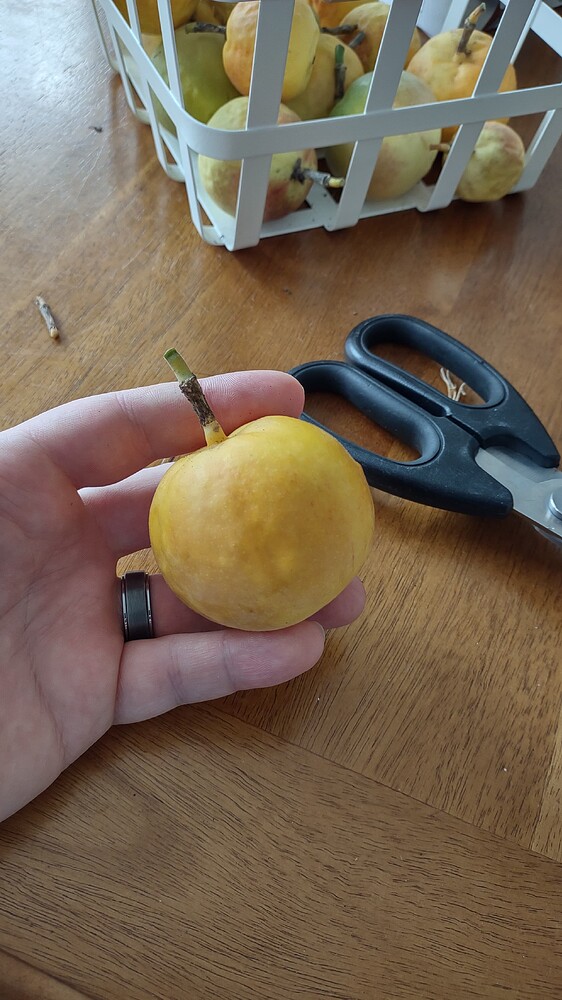 IMG_20251207_124252976_HDR