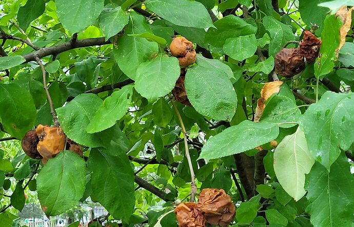 rotten apples tree