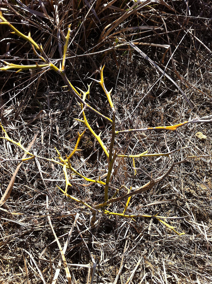 5be5b160a8d6a3b602235213c57bd1e9dcde4c07_2_1380x1848