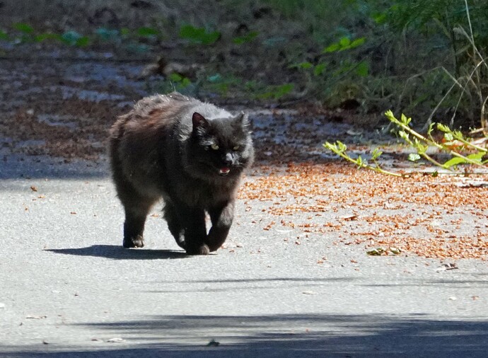 BlackBobcat22-scaled