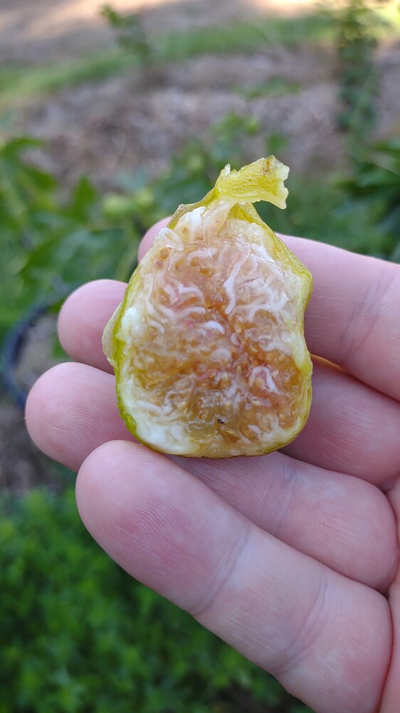 IMG_20250718_165256425