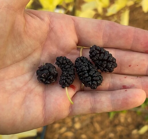 mulberries