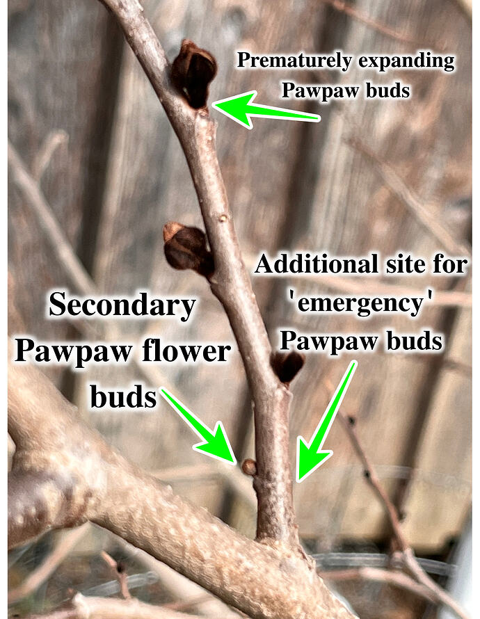 pawpaw buds