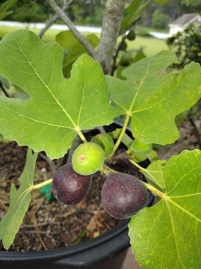 Malta Black Fig