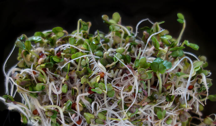 16 Yo Clover Broccoli Radish Alfalfa Seeds D. D. Teoli Jr. A. C.