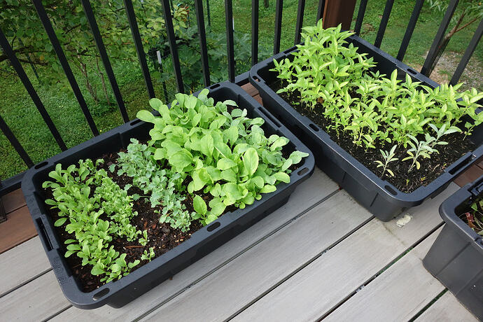 greens 2 weeks of growth