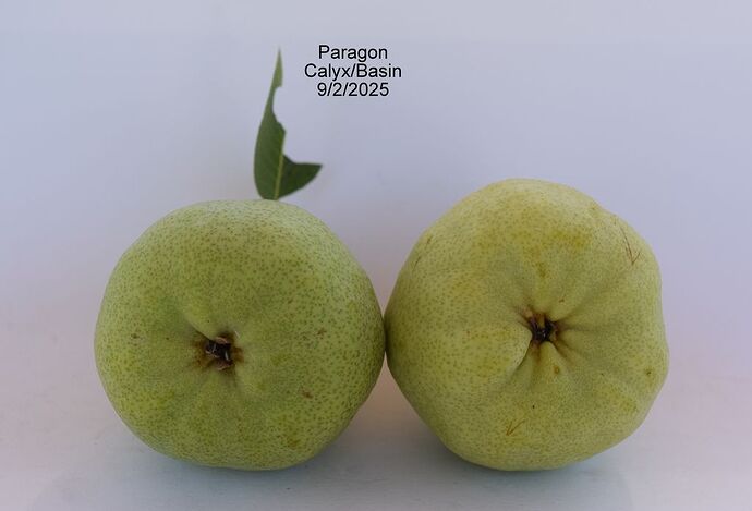 Paragon Calyx 9-2-2025RS