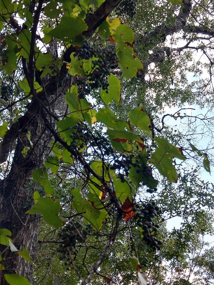 IMG_20190902_125007299_HDR