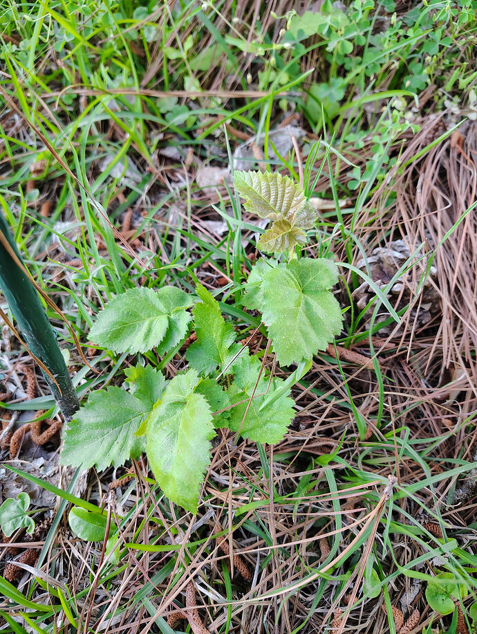 IMG_20260420_171051249_HDR_AE