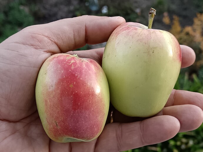 IMG_20250913_191129_1