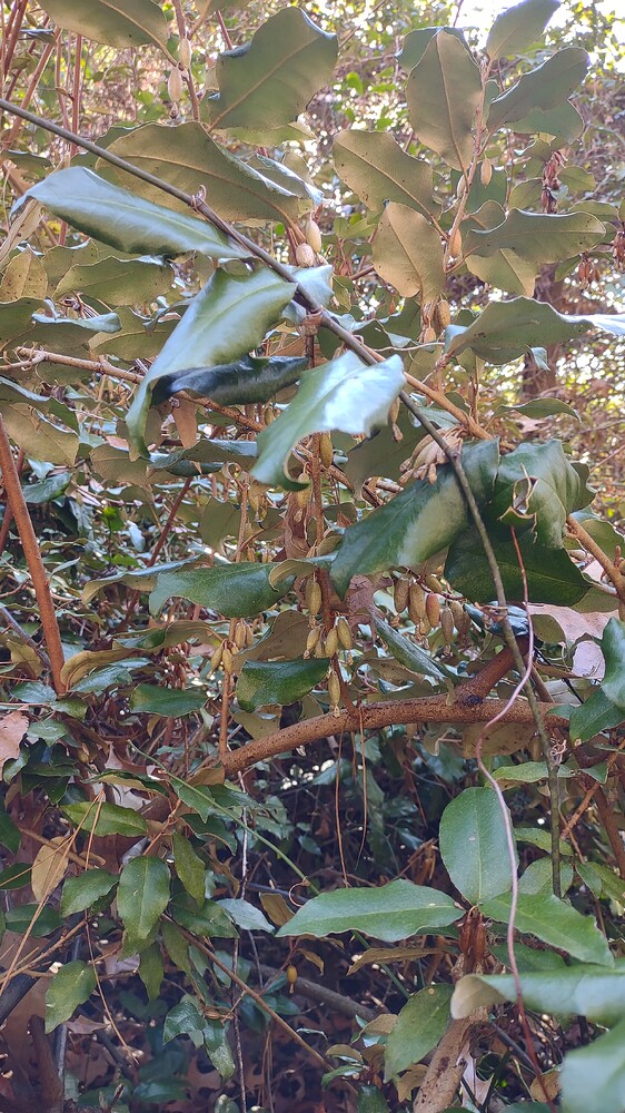 IMG_20251221_093314887