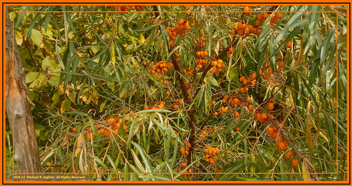 000202608Orchard001