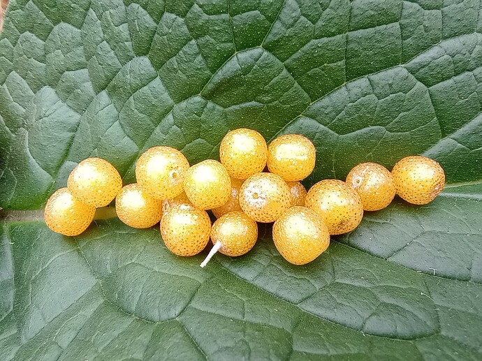 IMG_20250912_091122098