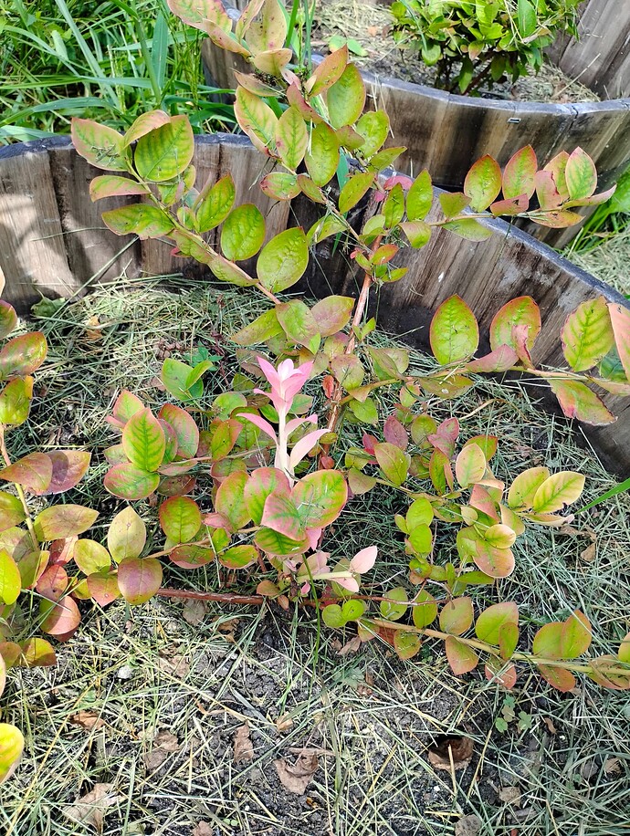RedBlueberry1