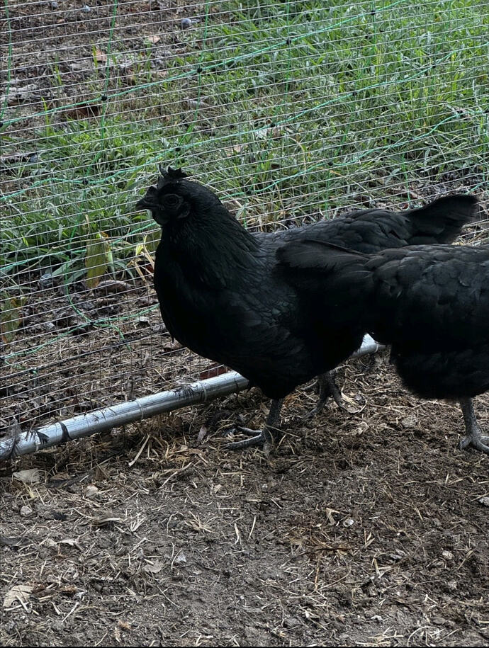 Screenshot_20260217_022239_eBay