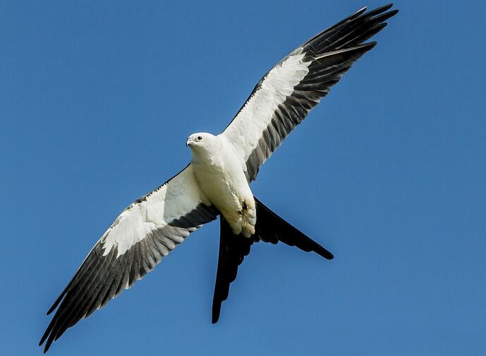 Swallow-tailed_Kite_AndyMorffew_FlickrCC_314