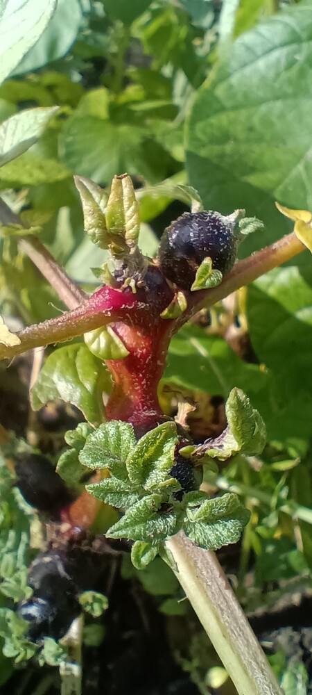 IMG_20250709_094930865